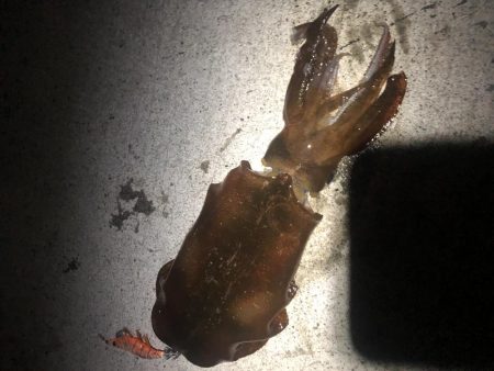 初遠征初アオリ