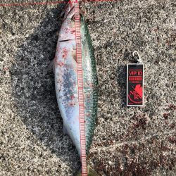 ポーアイで大サバ