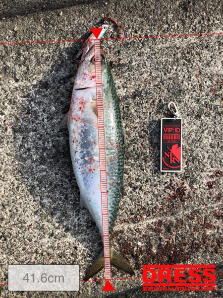 ポーアイで大サバ