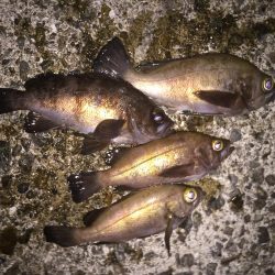 満月メバリング