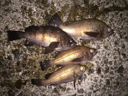 満月メバリング