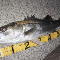 常連さんのいうとおり