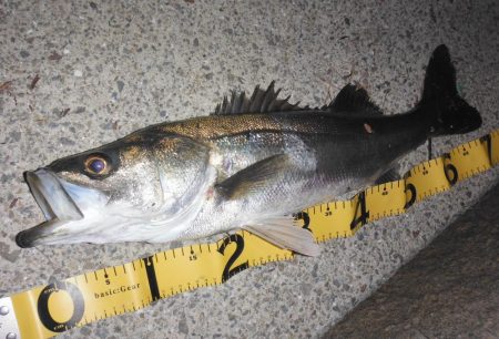 常連さんのいうとおり