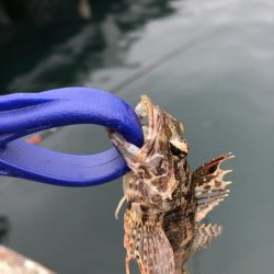 エビ撒きまくり