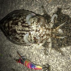 のんびりイカ釣り