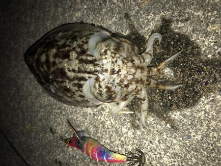 のんびりイカ釣り