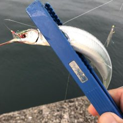 青物はまだいない…