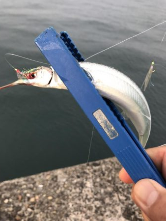 青物はまだいない…