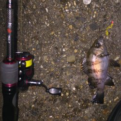 今日もフロート！