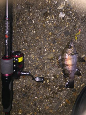 今日もフロート！