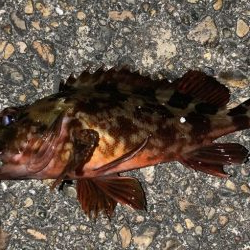 爆風メバリング