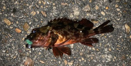 爆風メバリング