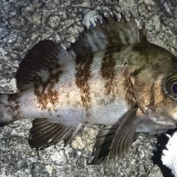 メバリング日和!