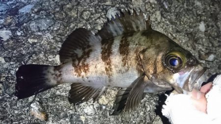 メバリング日和!