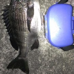 残ったアオイソメで