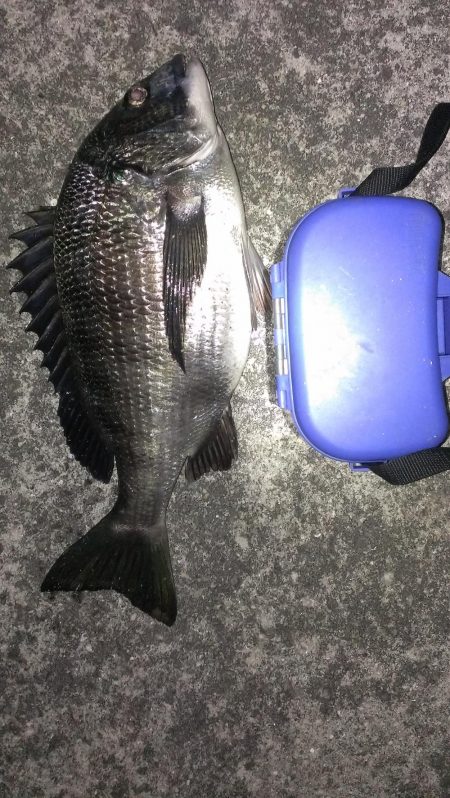 残ったアオイソメで