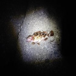 再びメバリング