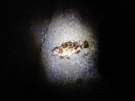 再びメバリング