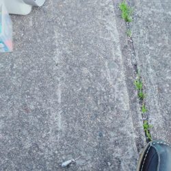 いわしフィーバー