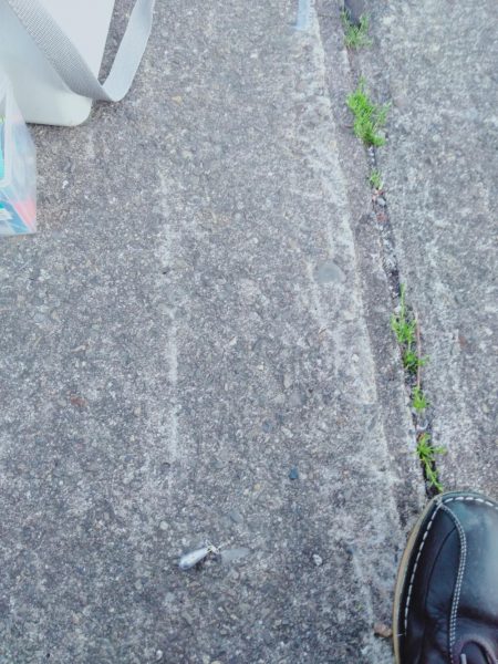 いわしフィーバー