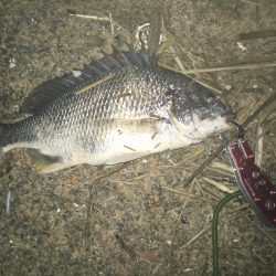 ２０１９ キビレ調査NO、１