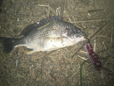 ２０１９ キビレ調査NO、１