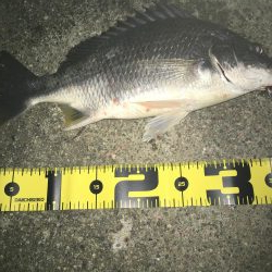 ２０１９ キビレ調査NO、２