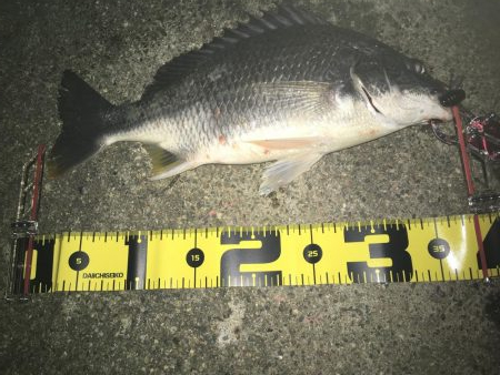 ２０１９ キビレ調査NO、２