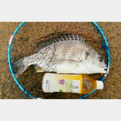 キビレ!だめおし一本!