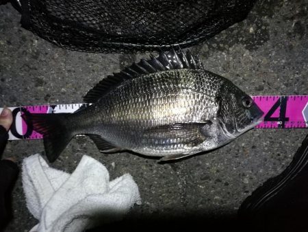 南港カモメ大橋ヘチ釣行 （花見時期のチヌ …