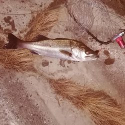 久しぶりのデイ