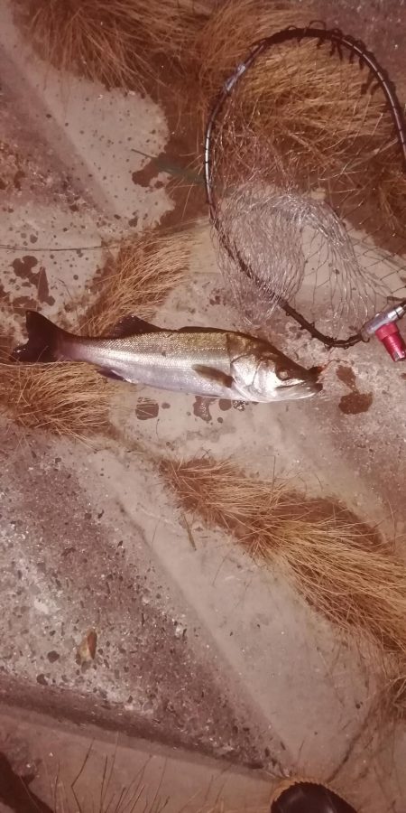 久しぶりのデイ