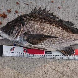 久しぶりの晴天釣り日和