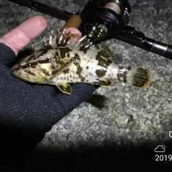 南港カモメ大橋ヘチ釣行 (南港 4月中旬~ 根魚 釣果有り)