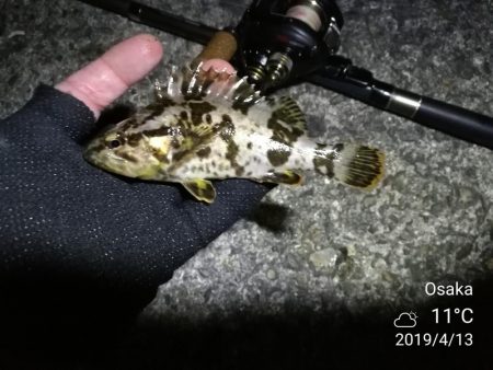 南港カモメ大橋ヘチ釣行 (南港 4月中旬~ 根魚 釣果有り)