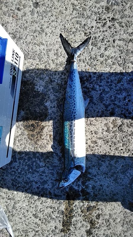 サゴシいました