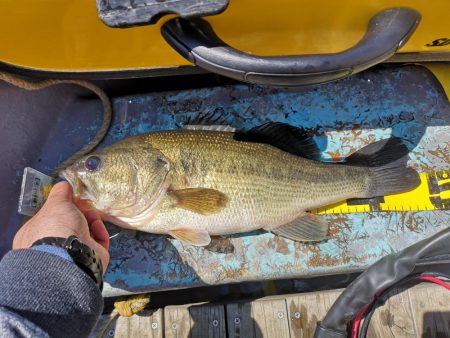 ブタバス捕獲！