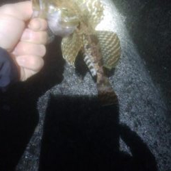 根魚釣れました！