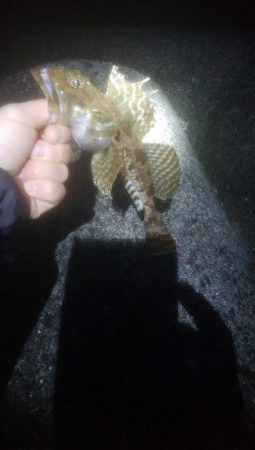 根魚釣れました！