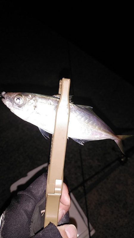 ナイトアジング