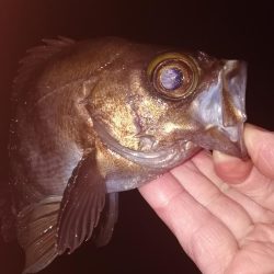 メバリング最高!