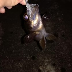 春のメバリング