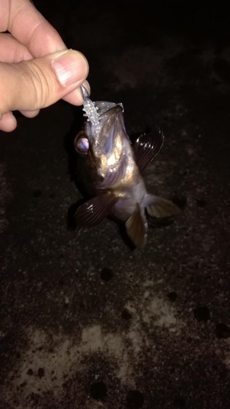 春のメバリング