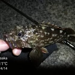 南港フェリーヘチ釣り （四月中旬,長潮～根魚の釣果有り）