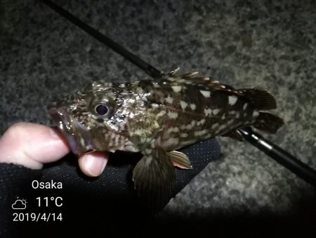 南港フェリーヘチ釣り （四月中旬,長潮～根…