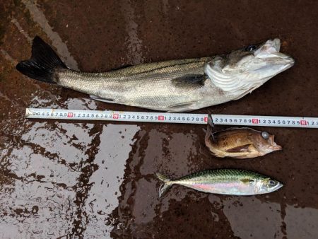 サバ祭りはおわっていたが…