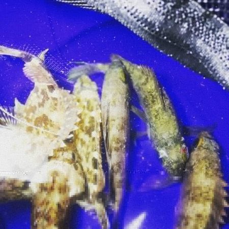 凪のナイトメバリング