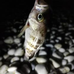 メバリング中に不意の大物