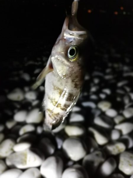 メバリング中に不意の大物