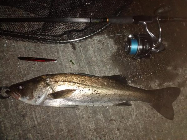 バチシーin泉大津